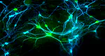 2023-03-28: CONECT thematic day on Spiking Neural Networks